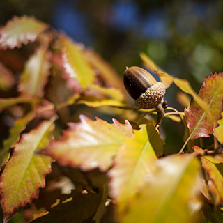 Close up image of leaves in autumn